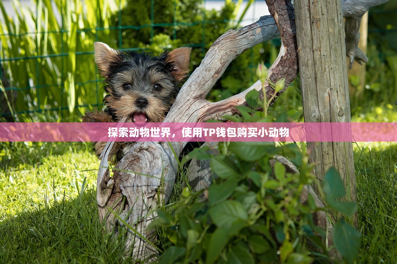 探索动物世界，使用TP钱包购买小动物